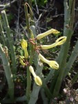 Ceropegia dichotoma, Tenerife, 14.03.08