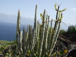 Ceropegia dichotoma, Tenerife, 14.03.08