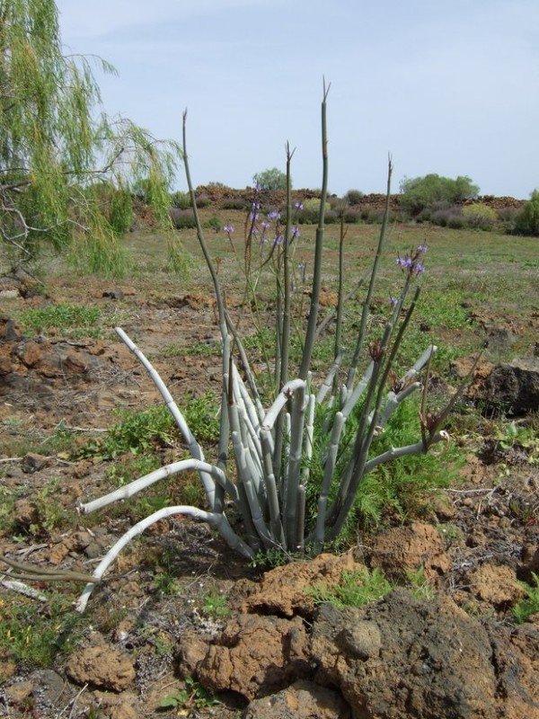 Ceropegia fusca, Tenerife, 13.03.08