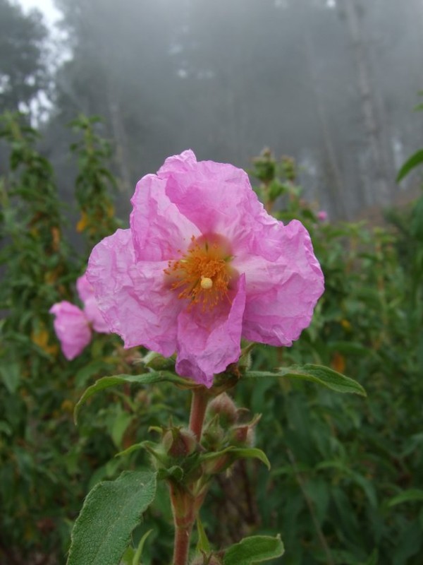 Cistus symphytifolius, Tenerife, 11.03.08