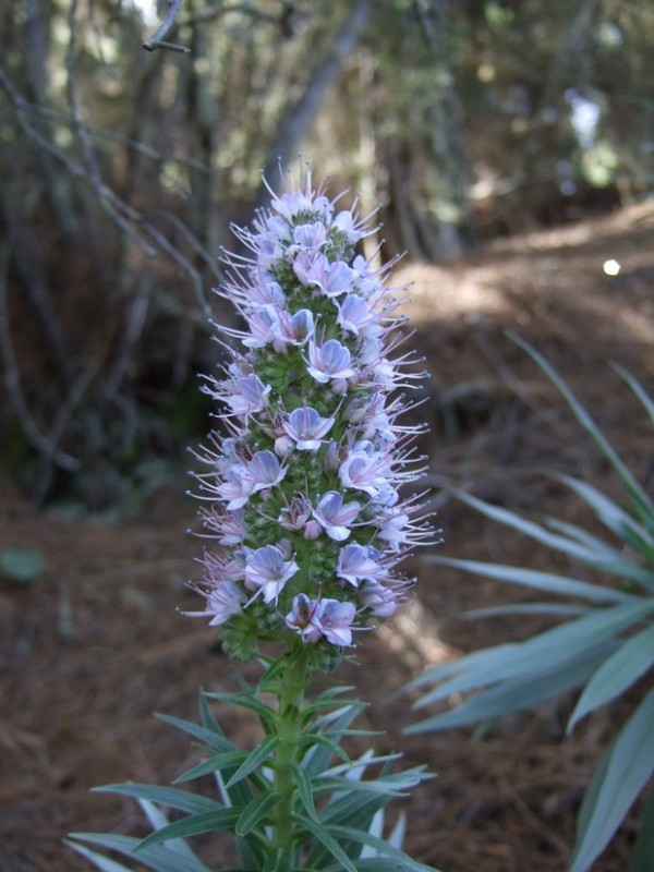 Echium virescens, Tenerife, 15.03.08