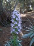 Echium virescens, Tenerife, 15.03.08