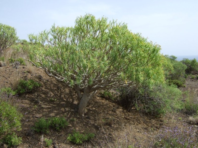 Euphorbia balsamifera, Tenerife, 13.03.08