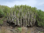 Euphorbia canariensis, Tenerife, 13.03.08