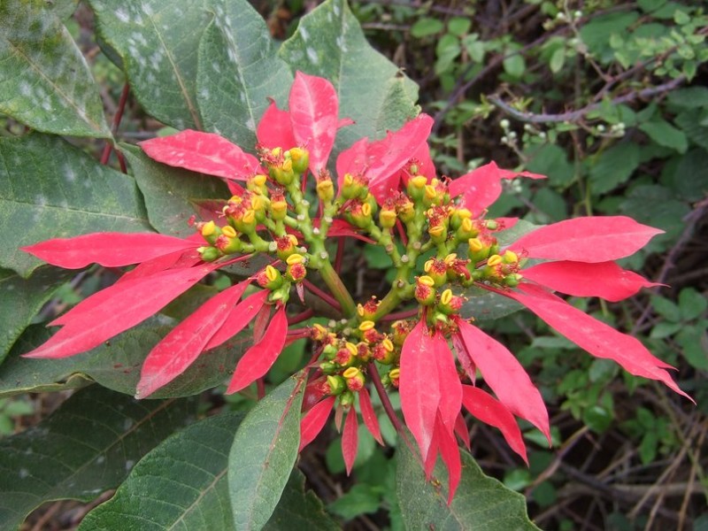 Euphorbia pulcherrima, Tenerife, 20.03.08