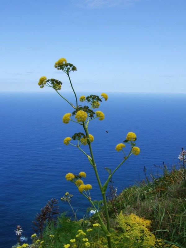 Ferula linkii, Tenerife, 19.03.08