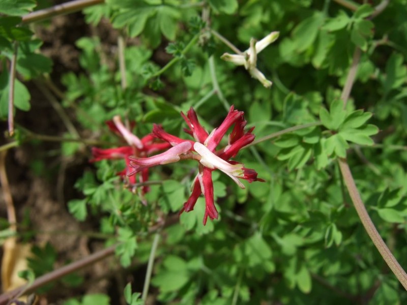 Fumaria coccinea, Tenerife, 19.03.08