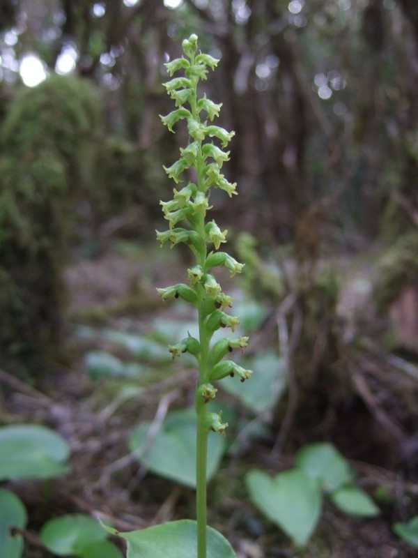 Gennaria diphylla, Tenerife, 16.03.08