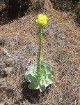 Greenovia aurea, Tenerife, 15.03.08