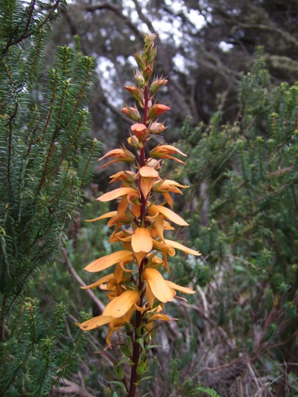 Isoplexis canariensis, Tenerife, 17.03.08