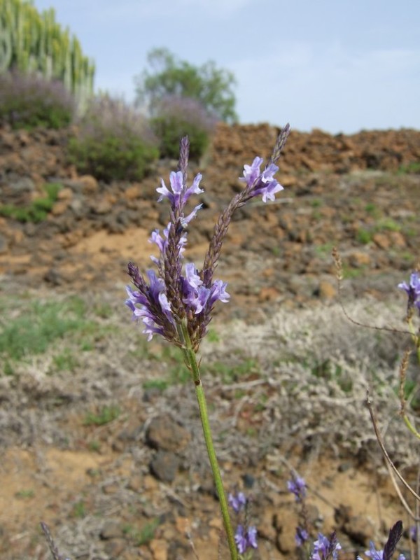 Lavandula canariensis, Tenerife, 13.03.08