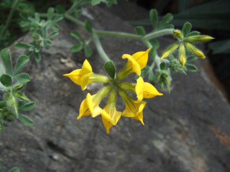 Lotus compylocladus, Tenerife, 18.03.08