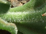 Blattstiel von Mesembryanthemum crystallinum, Tenerife, 12.03.08