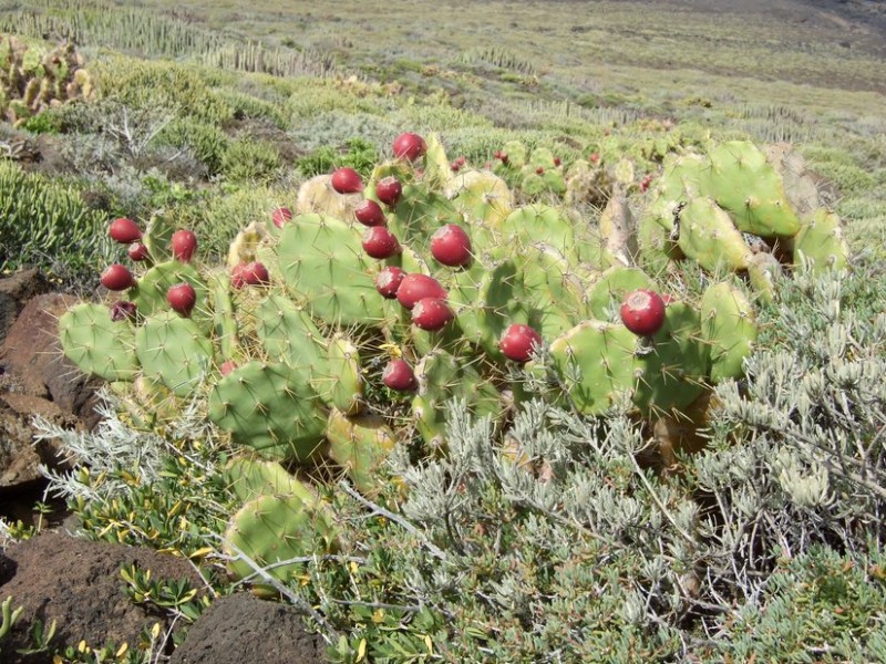 Opuntia dillenii, Tenerife, 14.03.08