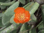 Opuntia ficus-barbarica, Tenerife, 12.03.08