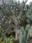 Opuntia tomentosa, Tenerife, 17.03.08