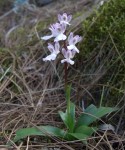 Orchis canariensis, Tenerife, 15.03.08