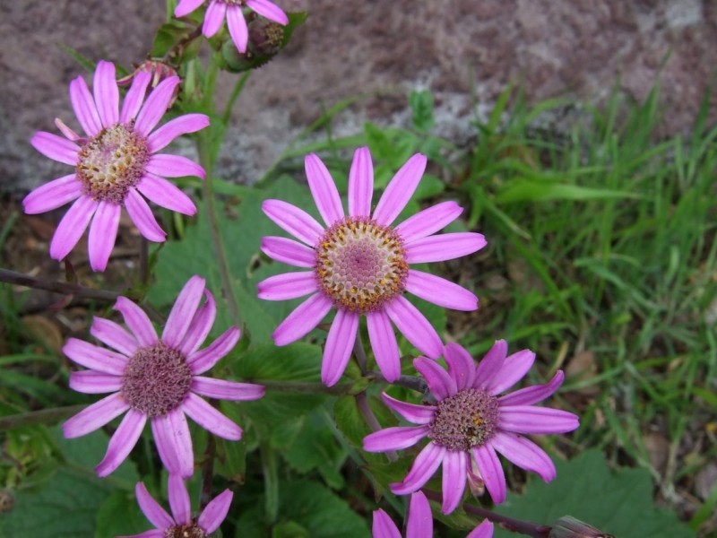 Pericallis tussilaginis, Tenerife, 10.3.08