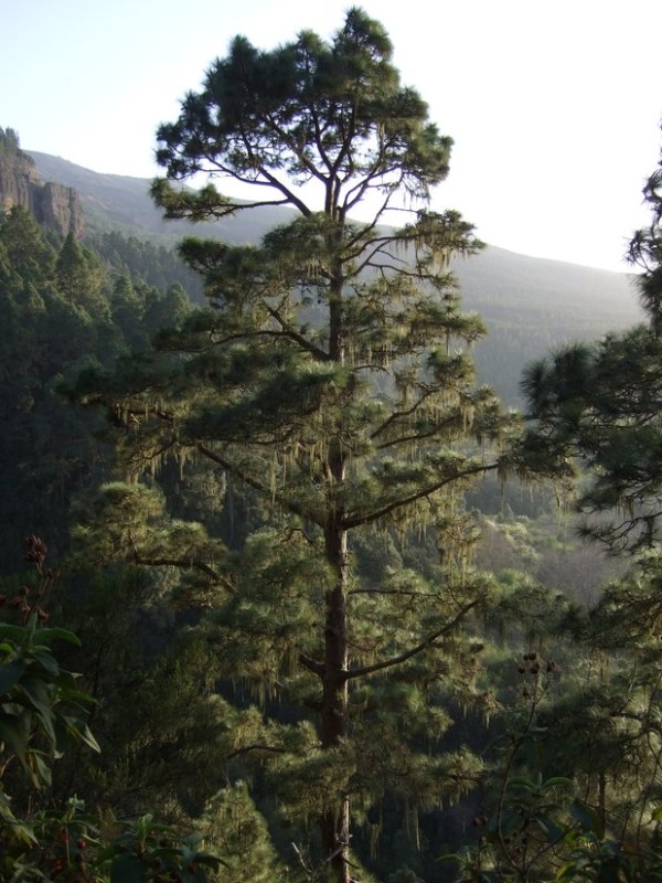 Pinus canariensis, Tenerife, 15.03.08