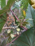 Ricinus communis, Tenerife, 20.03.08