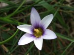 Rumulea grandiscapa, Tenerife, 19.03.08