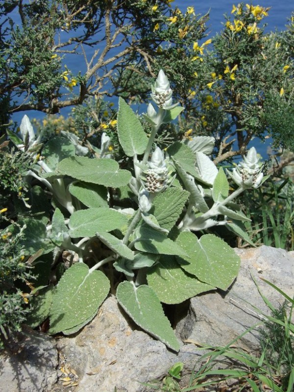 Sideritis macrostachys, Tenerife, 19.03.08