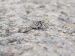 Springspinne, Tenerife, 14.03.08