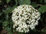 Viburnum rigidum, Tenerife, 16.03.08