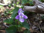 Viola anagae, Tenerife, 16.03.08