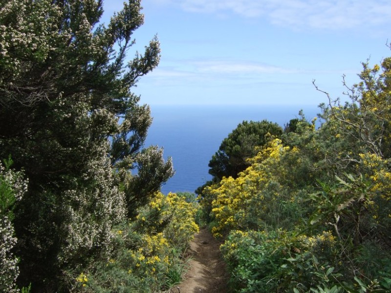 Weg ans Meer, Tenerife, 19.03.08