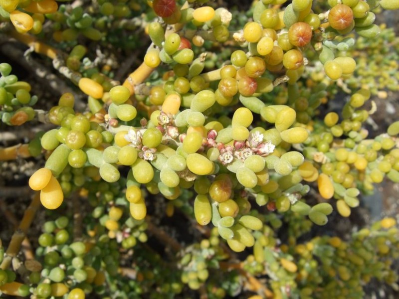 Zygophyllum fontanesii, Tenerife, 13.03.08