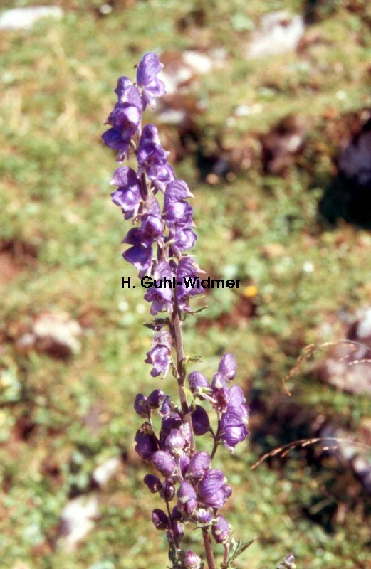 Aconitum napellus