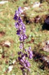 Aconitum napellus