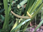 Acorus calamus