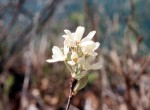 Amelanchier ovalis 01