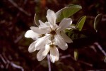 Amelanchier ovalis 02