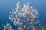 Amelanchier ovalis 03