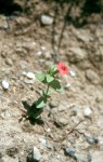 Anagallis arvensis