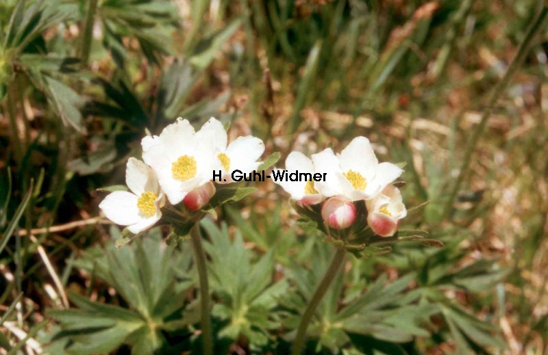 Anemone narcissiflora