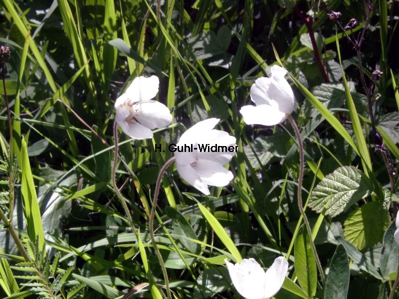 Anemone sylvestris