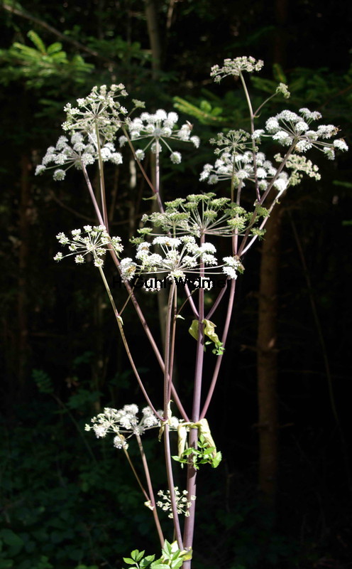 Angelica sylvestris