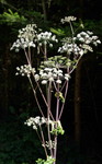 Angelica sylvestris