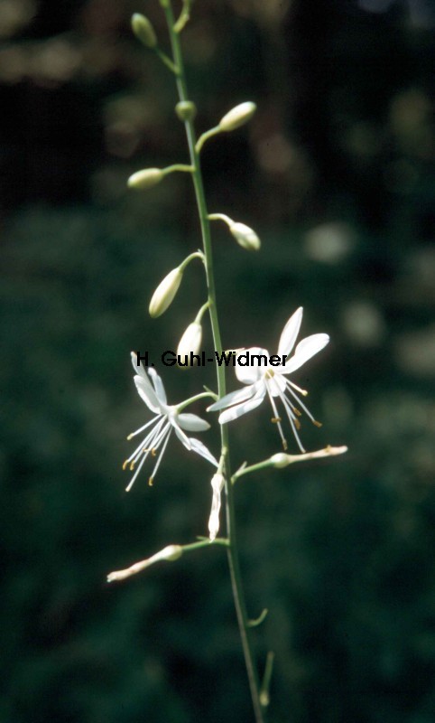 Anthericum liliago