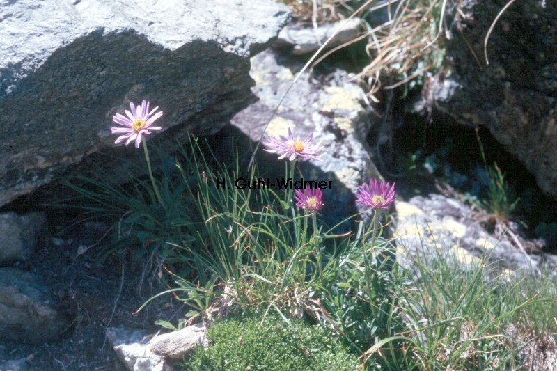 Aster alpinus