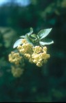 Berberis vulgaris