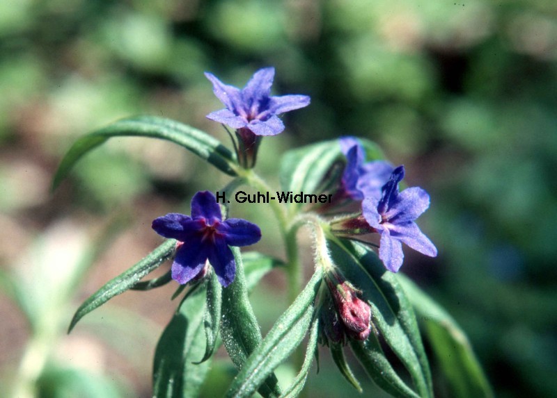 Buglossoides purpurocaerulea