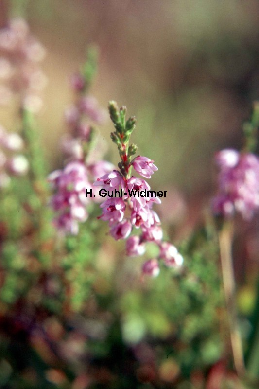 Calluna vulgaris