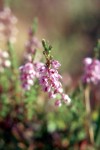 Calluna vulgaris