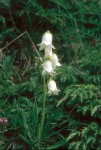 Campanula barbata Albino