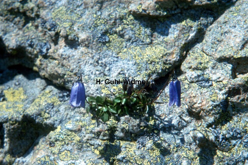 Campanula cochleariifolia 01